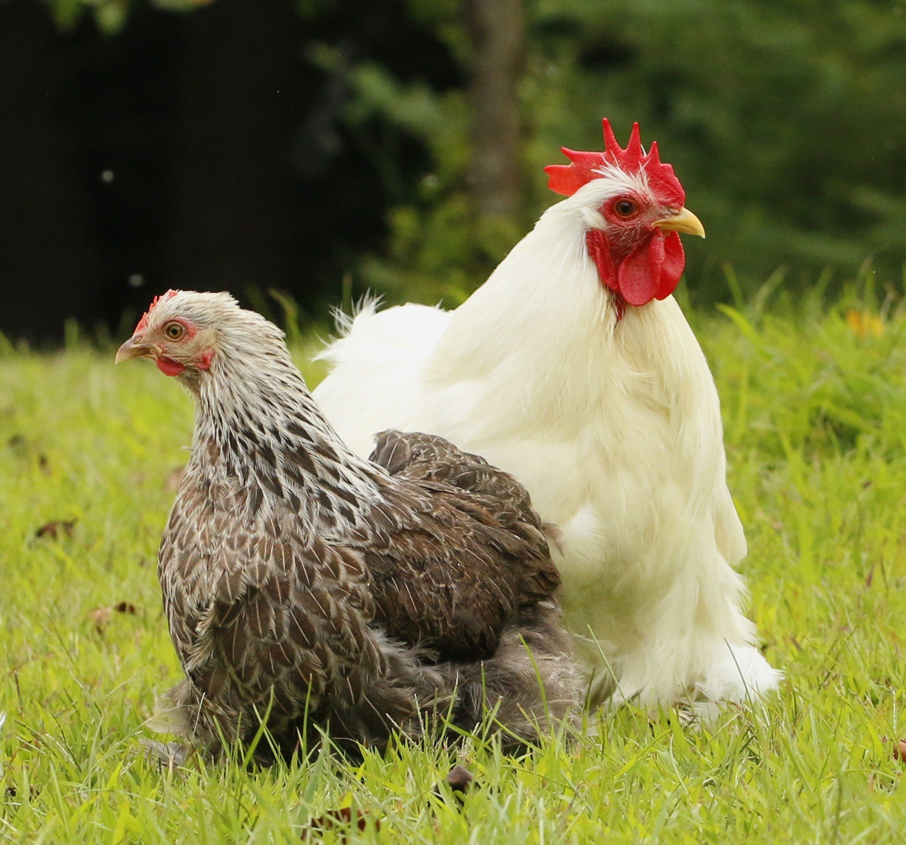 Bantam Lyonnaise Starter Pullet | Sugar Feather Farm